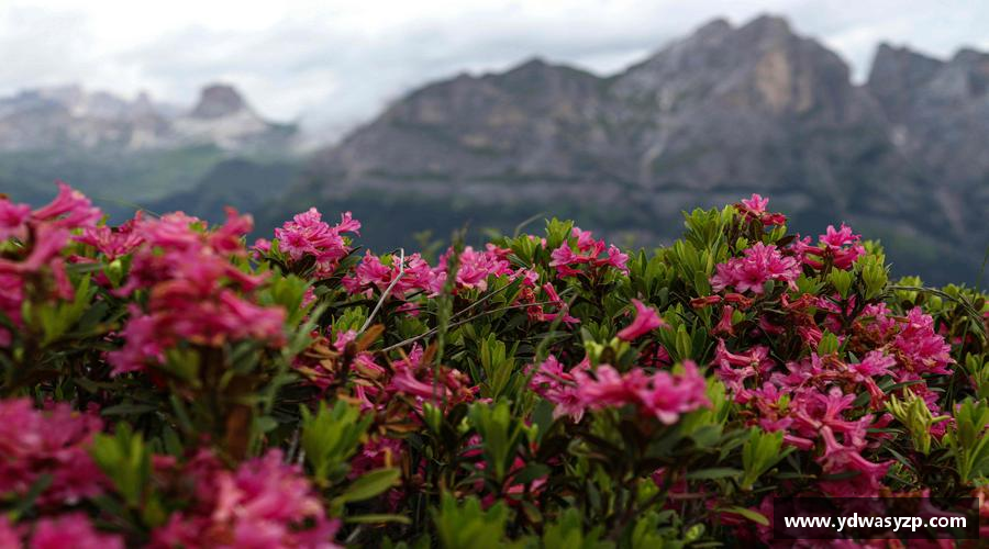 拼搏绽放，青春无悔！